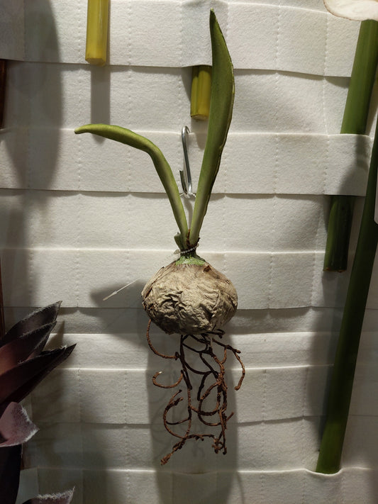 FL11071 BULB w/ROOT,5in-24P/240/5.63'     *