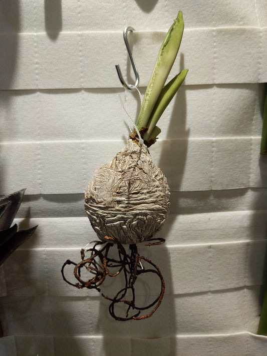 FL11073 BULB w/ROOT,9in-24P/240/5.63'     *
