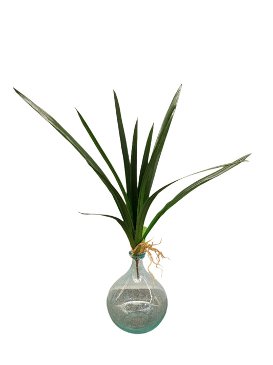 FL13357 CYMBIDIUM LVSx11,28in-12/192P