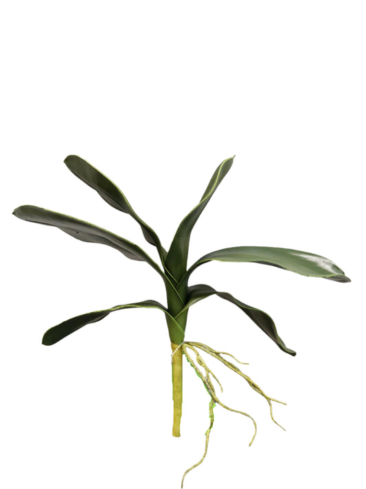 FL13355 PHALAENOPSIS LVSx6,14in-12/120P