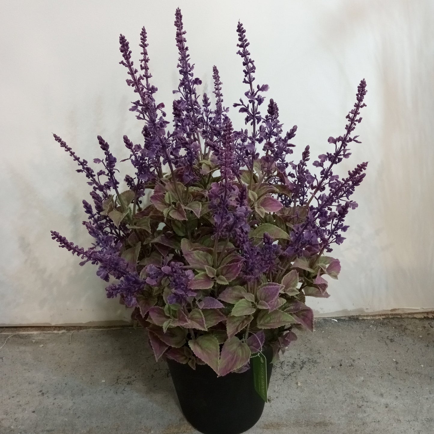 PA10354 POTTED LAVENDER,27"